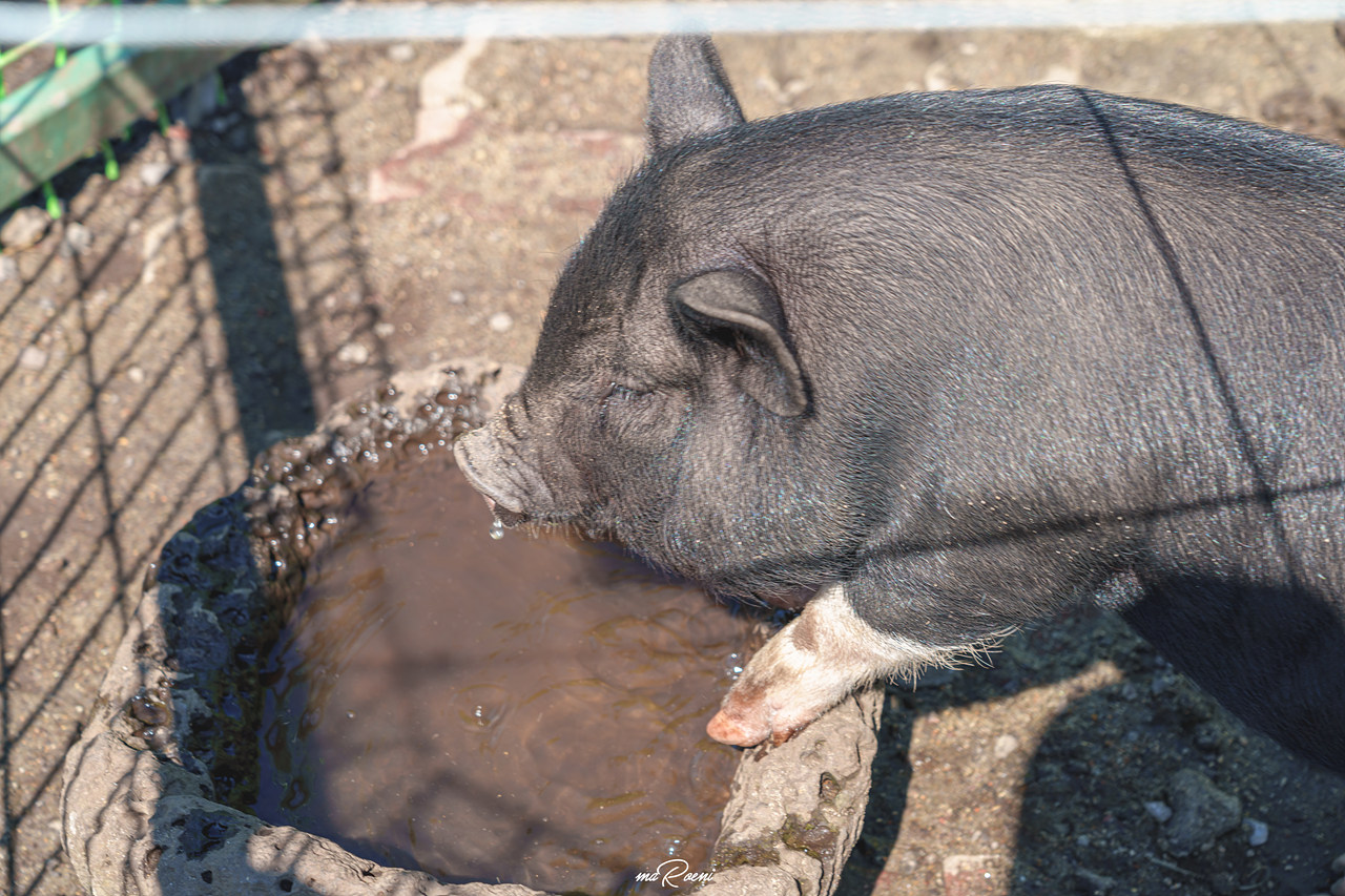 제주 레일바이크
