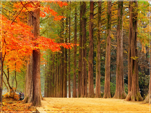 남이섬 이미지 / 출처: 나미나라공화국 남이섬