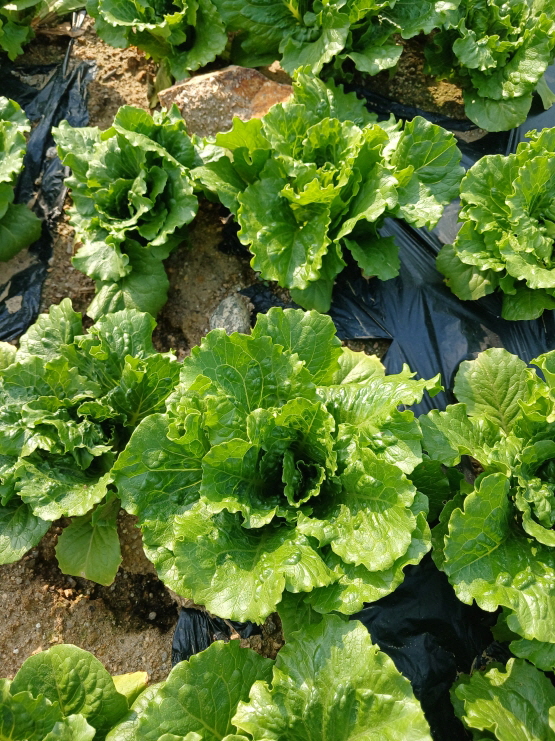 Romaine butterhead hybrid lettuces planted in rows, each forming a distinct compact head.-로메인 버터헤드 교잡 상추가 열을 맞춰 자라고 있으며, 각각이 독립적인 송이 형태를 이룸.