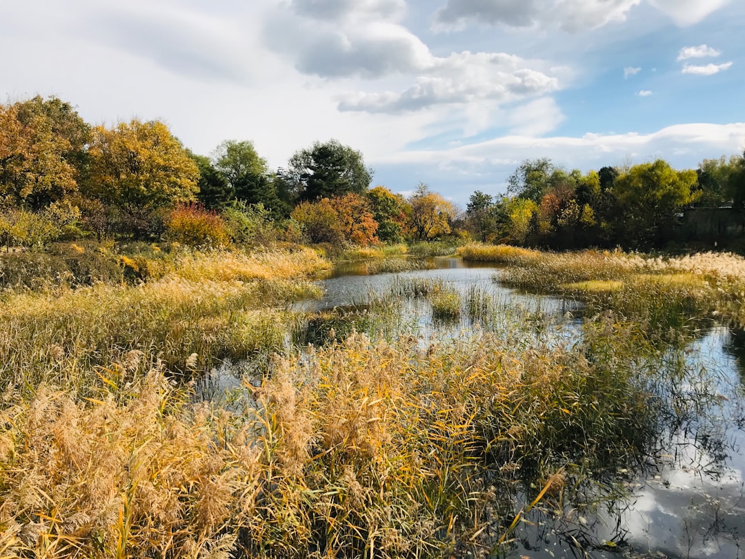 marsh