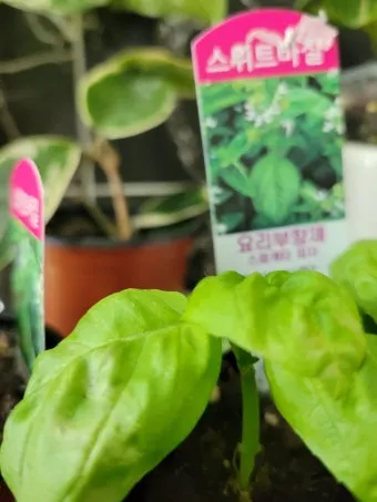 주방 허브 키우기 물주기 수확관리 세척보관 어르신도 간단 실천_7