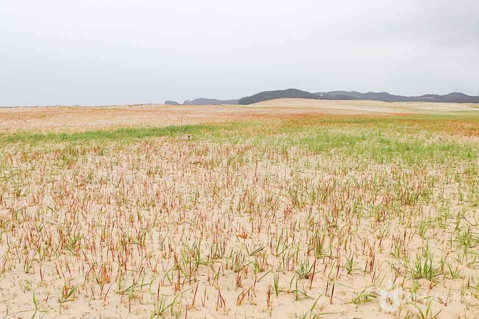 신두리 해안사구