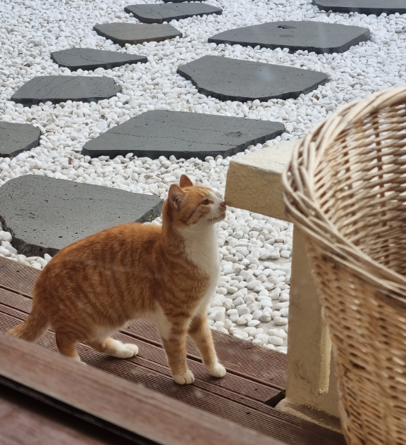 카페멜록 정원의 고양이 사진