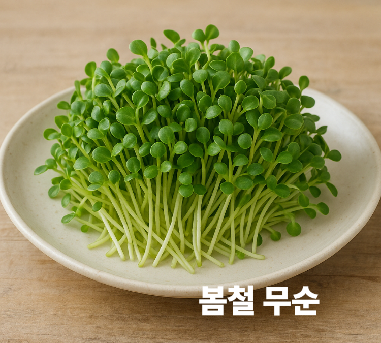 글루코시놀레이트성분으로 해독작용 간기능보호 봄철 무순 효능