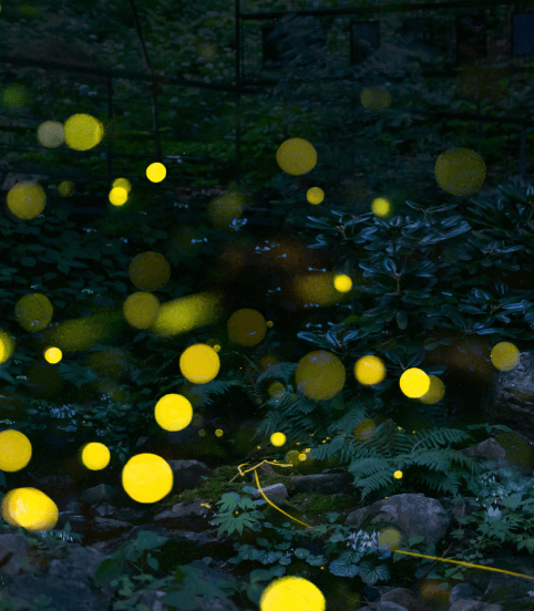 화담숲 반딧불이 이벤트