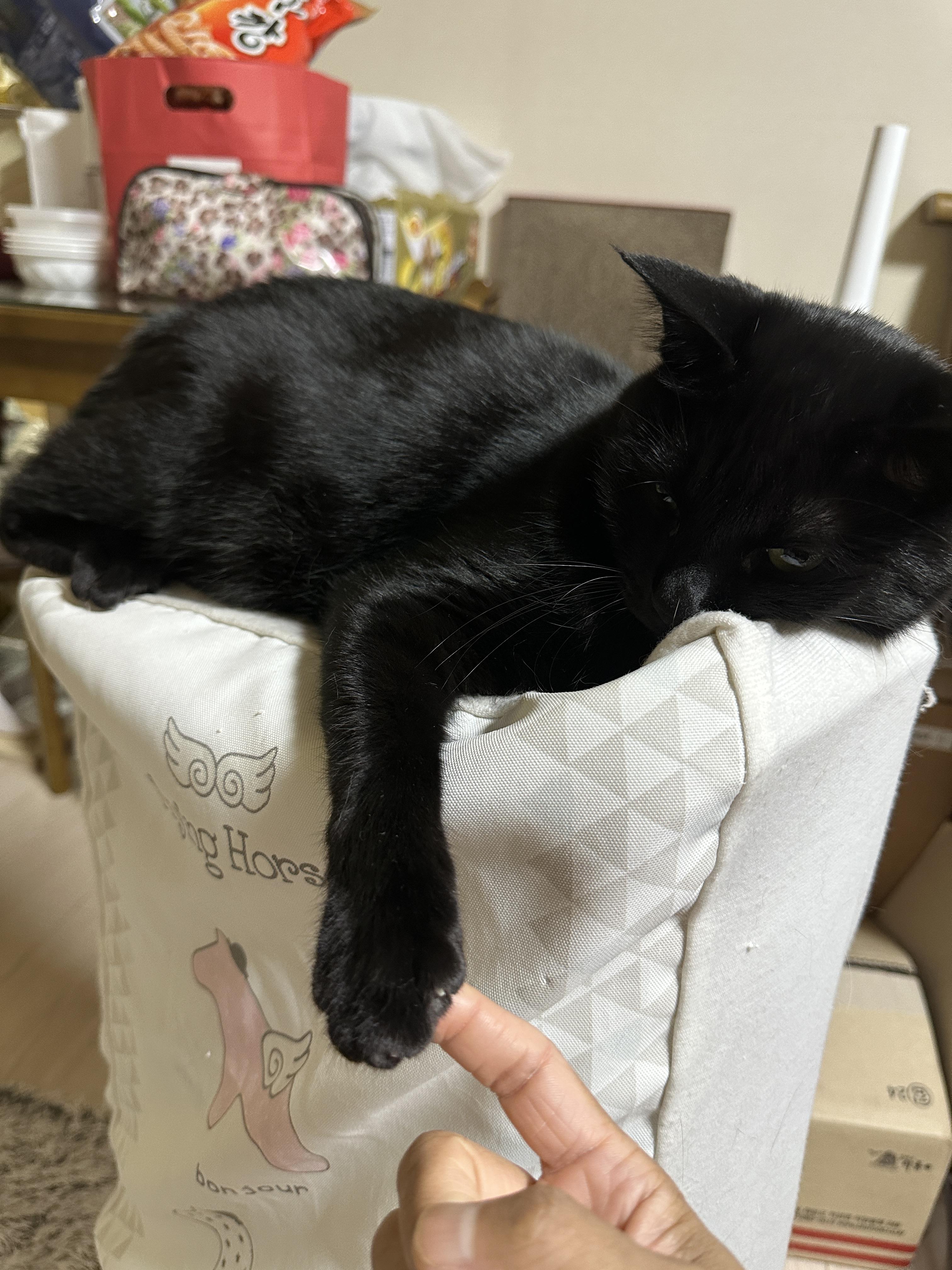 요즘 미모 폭발하는 건이의 최애 장소 (feat. 제습기 위 고양이)