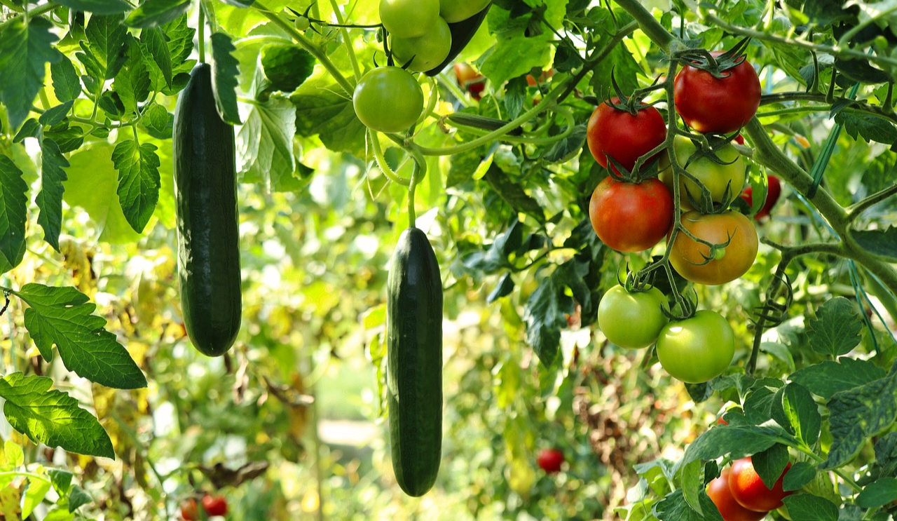 토마토, 오이 이미지
