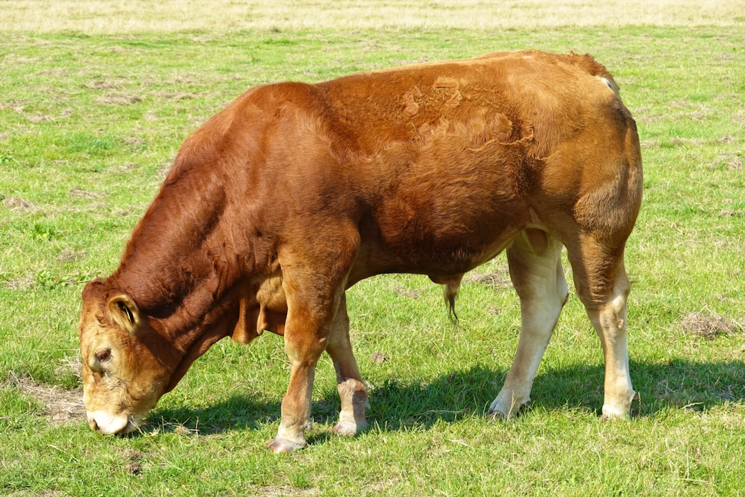 Cowherd