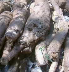 칡 효능 부작용