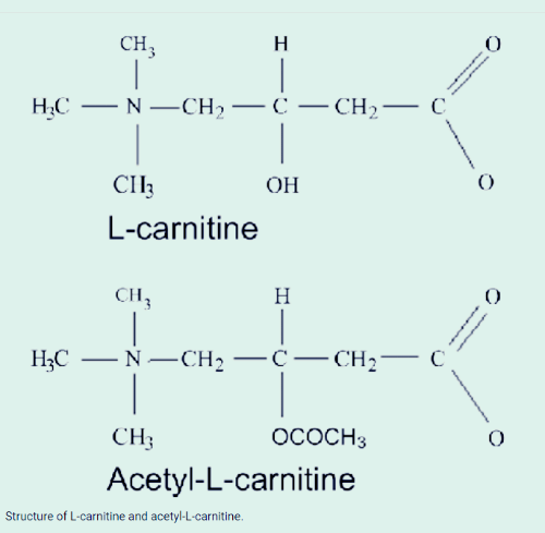 L카르니틴 구조