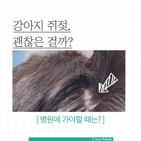 강아지-쥐젖-썸네일