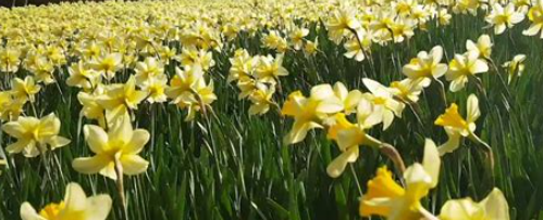 서산 유기방가옥 2025 수선화 축제3