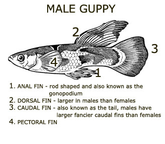 Male guppy&amp;#44; Aquarium Advice