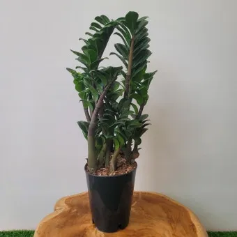 보석금전수 물주기 키우기 잎꽂이 꽃 노란잎 관리 재물운_18