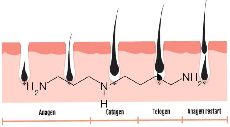 스퍼미딘 효능 완벽정리 - 수명연장과 심장건강 입증된 7가지 혜택