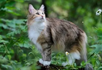 노르웨이숲 고양이 유전병 분양 털빠짐_2