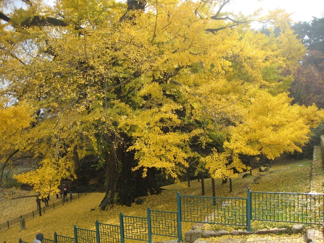 영국사 은행나무