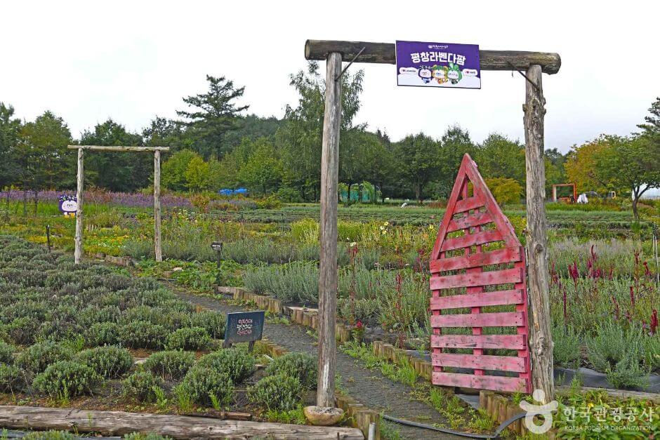 평창 가볼만한곳 베스트 10