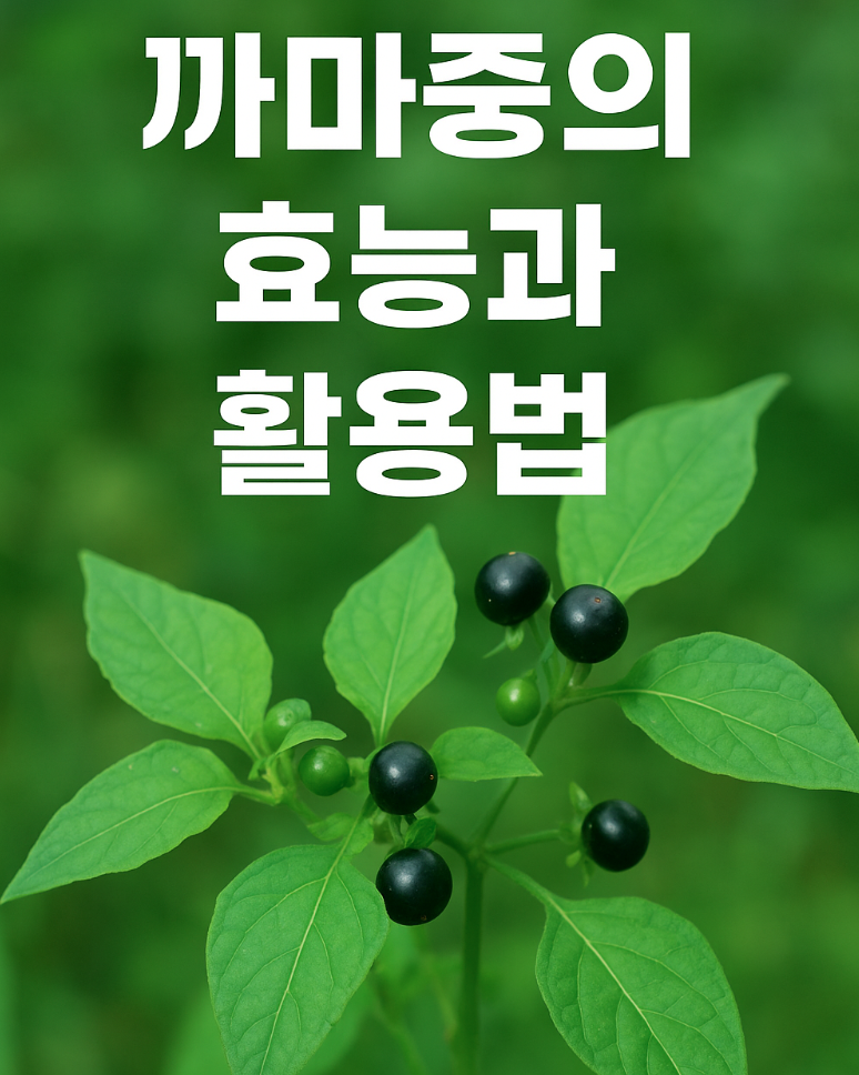 까마중 관련 사진