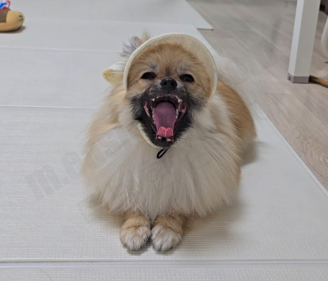 썬캡 쓴 강아지