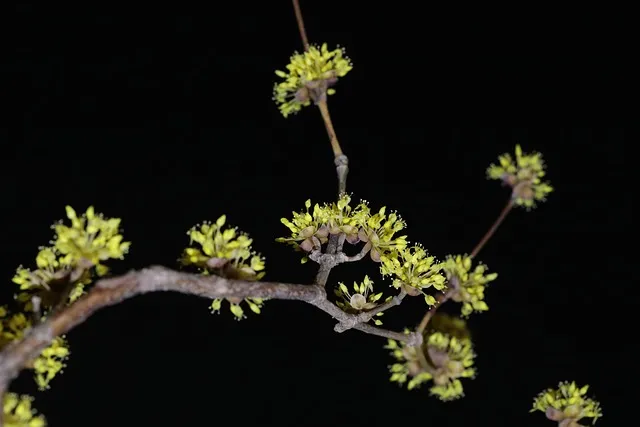 산수유 재배 개화기 관리 결실 유도 열매 건조_3