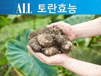 토란 심는시기 재배법 파종시기_6