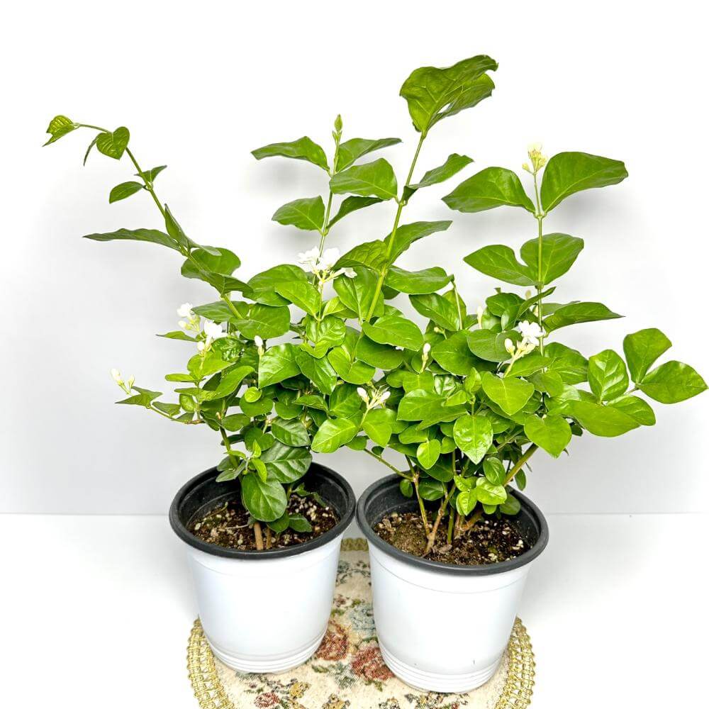 함박자스민 키우는법