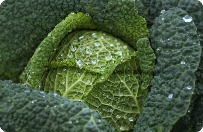 양배추 자른 후 초간단 장기간 보관 방법5