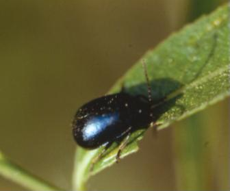 버들꼬마잎벌레