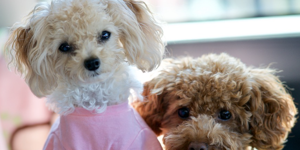 토이푸들 잘 키우는 방법 28