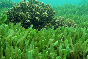 스피루리나 효과09