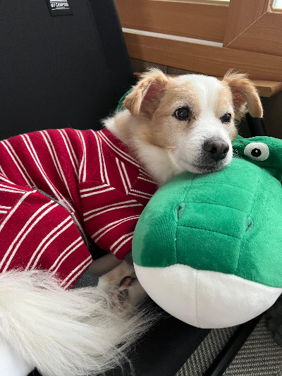 슬개골 탈구 예방을 위한 집안 환경 개선법