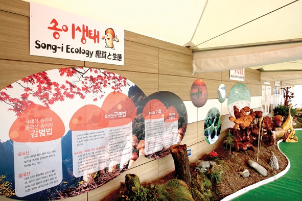 양양 송이버섯축제의 특별한 매력