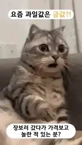 감별마켓 소개 영상