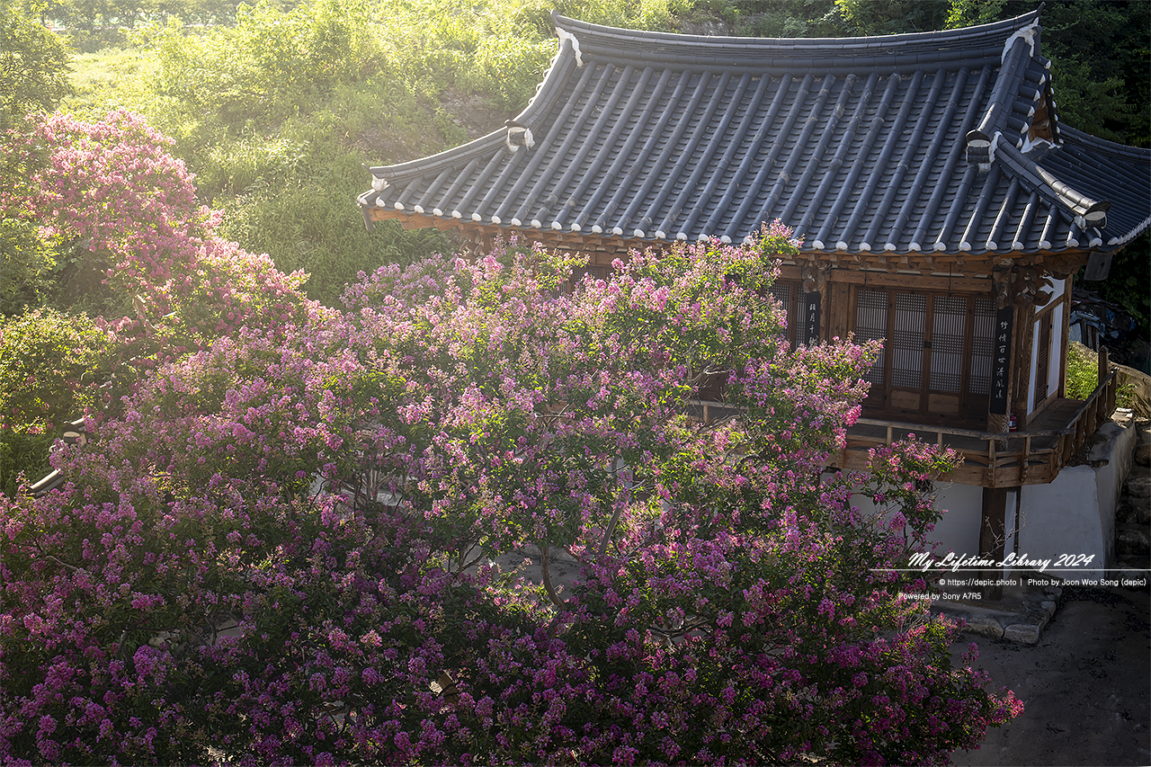 문경 죽림정 배롱꽃