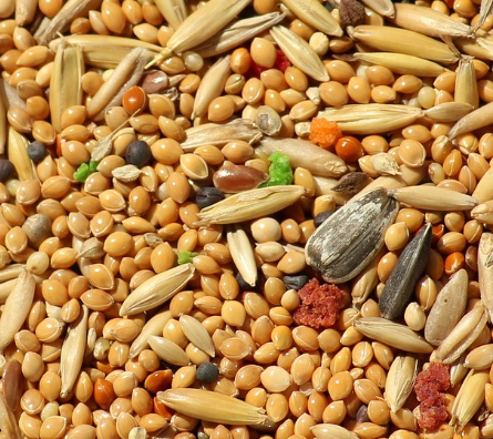 귀리 효능 : 심혈관 건강