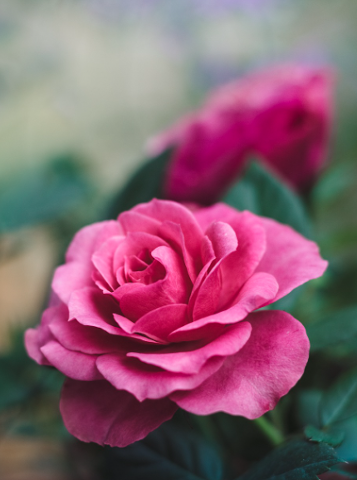 2025 서울국제정원박람회