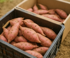고구마 수확시기