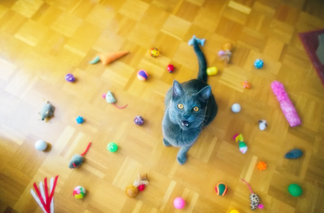 고양이 장난감 구매를 위한 완벽 가이드