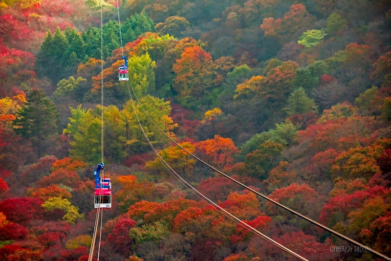 내장산 단풍 케이블카