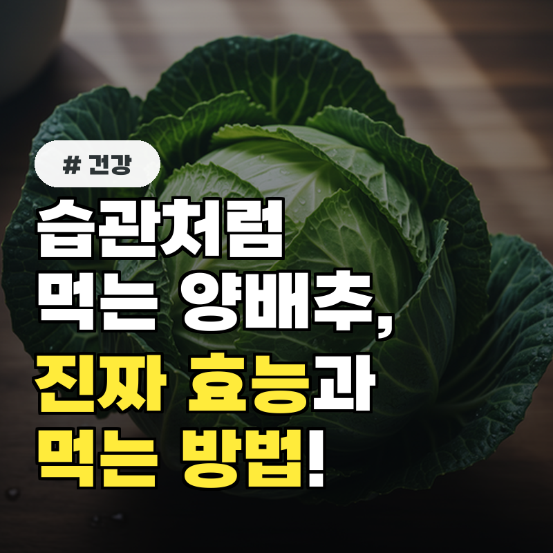 습관처럼 먹는 양배추, 진짜 효능과 제대로 먹는 방법 총정리!