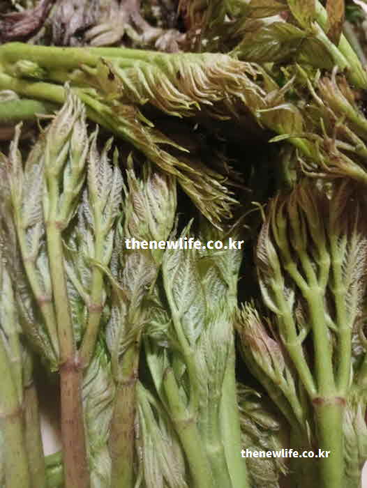 두릅 효능 당뇨 예방 클로로겐산