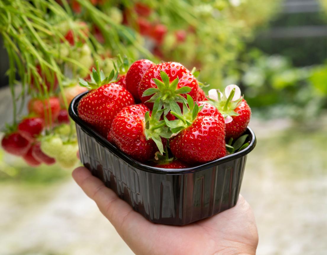 딸기 키우기 완전 가이드 초보자도 성공하는 재배 방법 알아보기