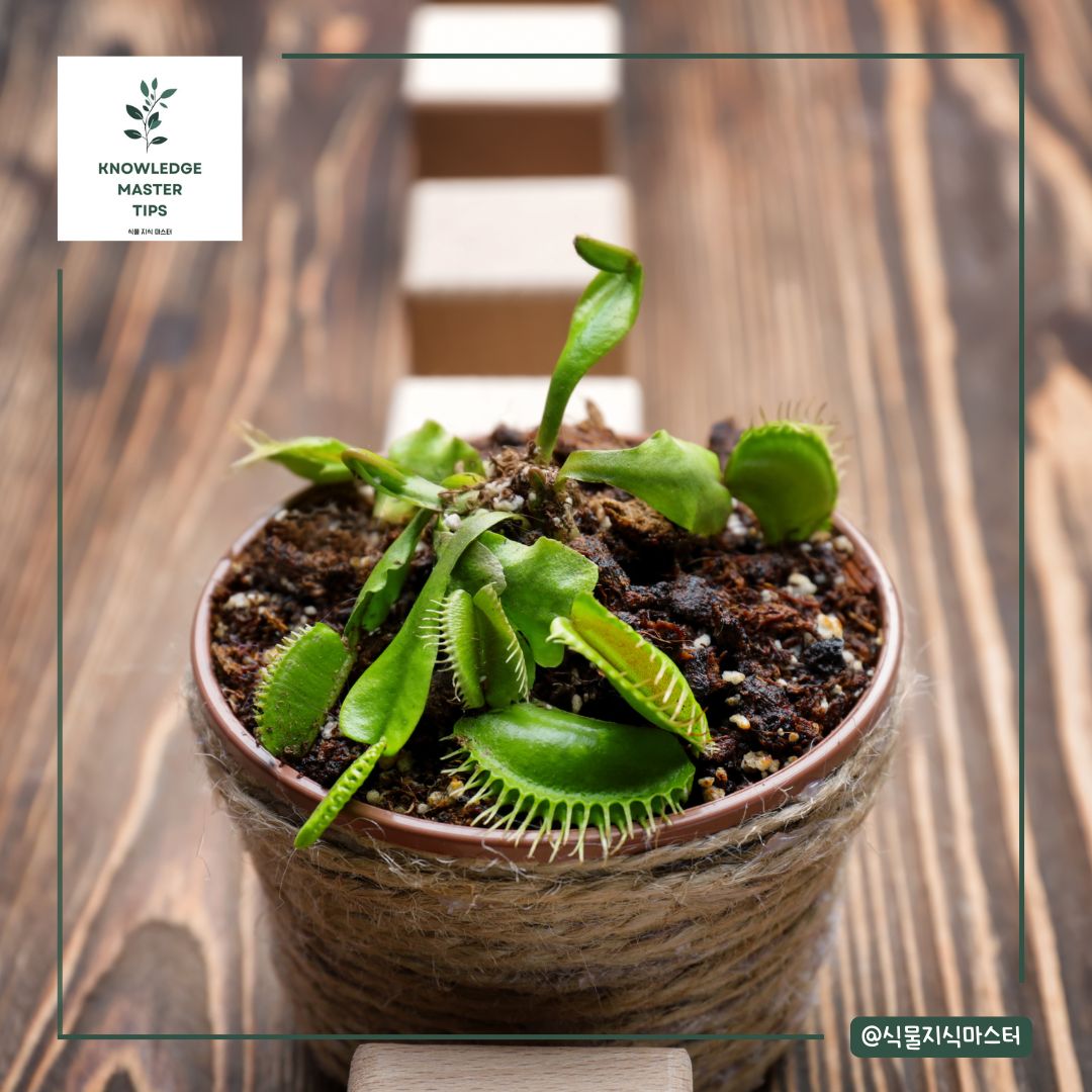 파리지옥 넌 누구냐?