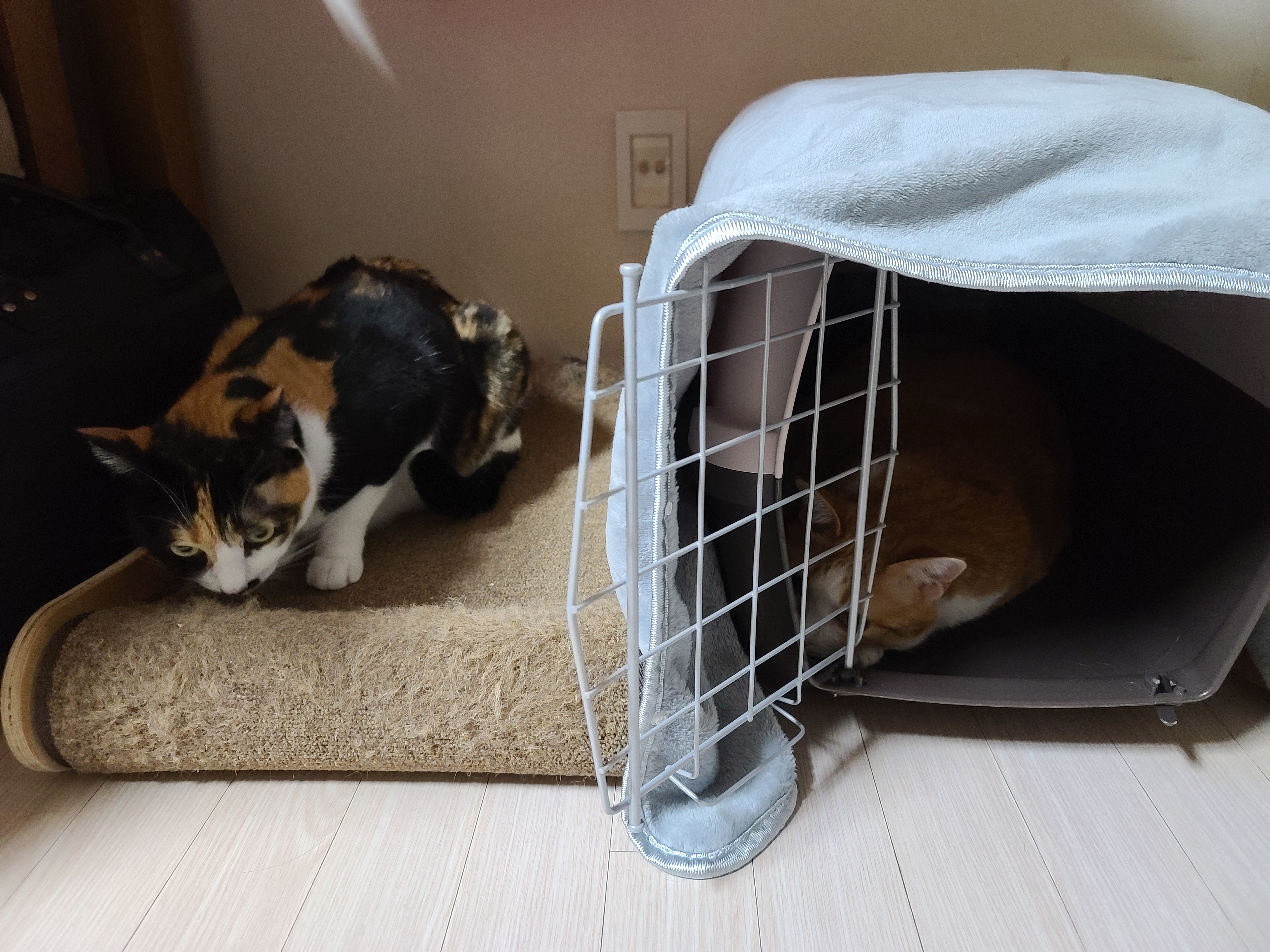 새 이동장이 왔다. 고양이들 총출동!