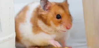 햄스터 한밤중에 집을 탈출하려는 이유 관리_9