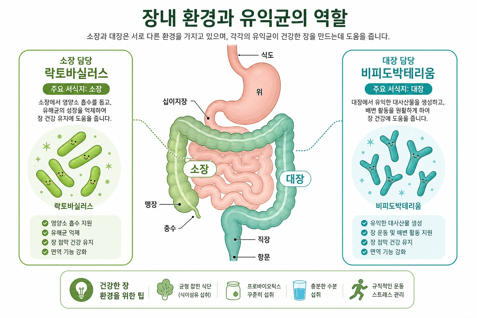 락토바실러스 비피도박테리움 차이 소장 대장 역할