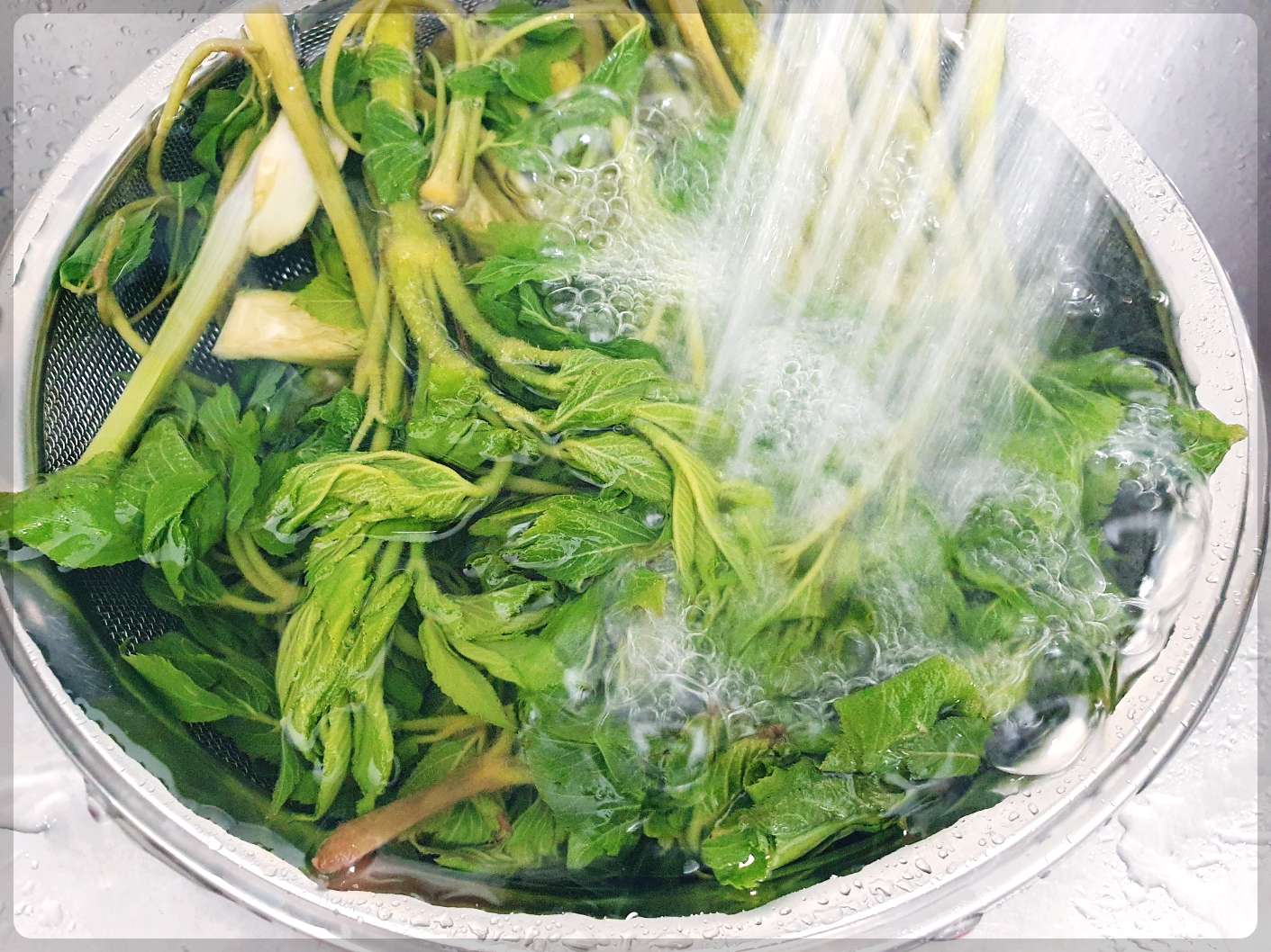 두릅 장아찌 황금레시피 두릅 장아찌 담는법 