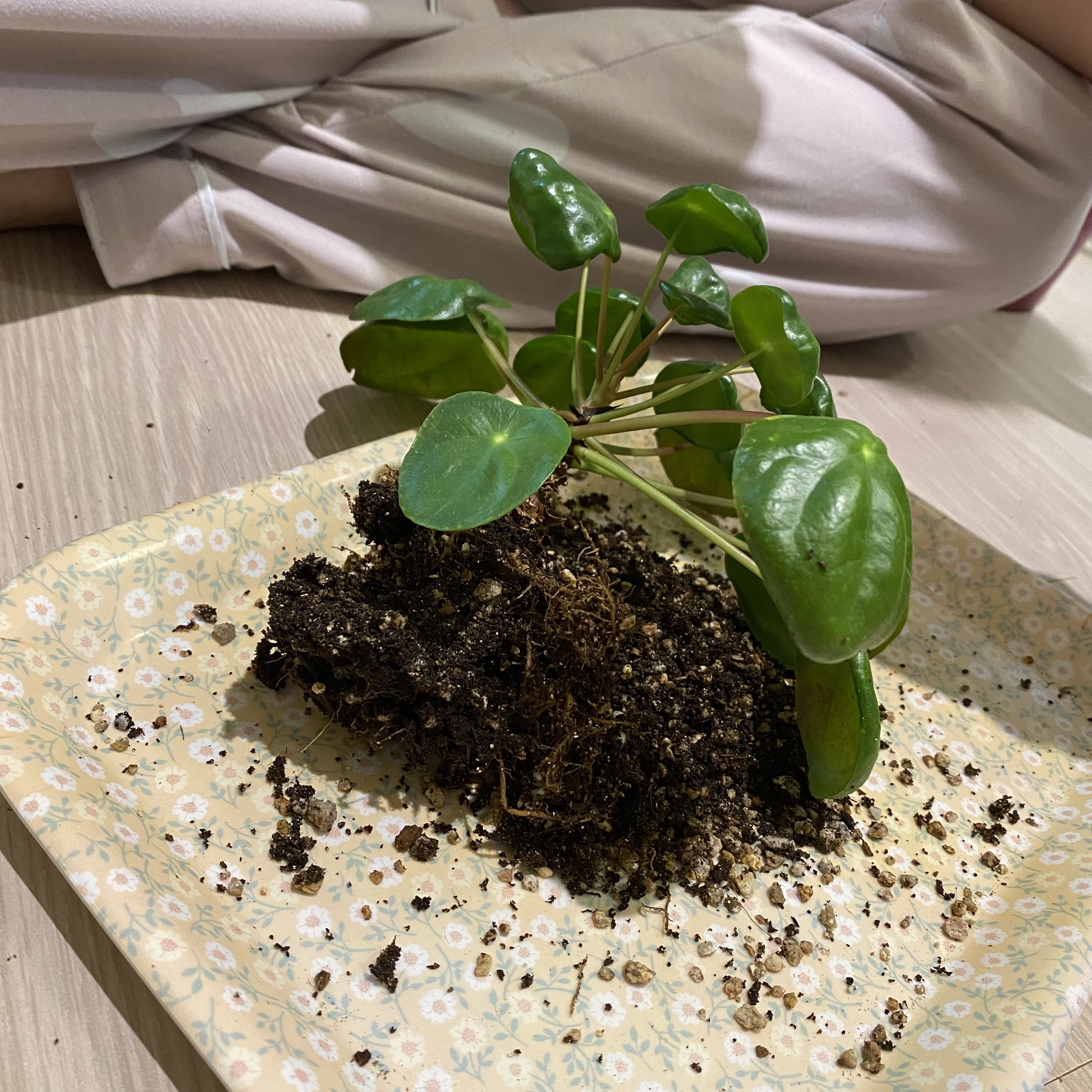 필레아페페 뿌리