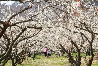 여수 오동도 와 광양 매화마을